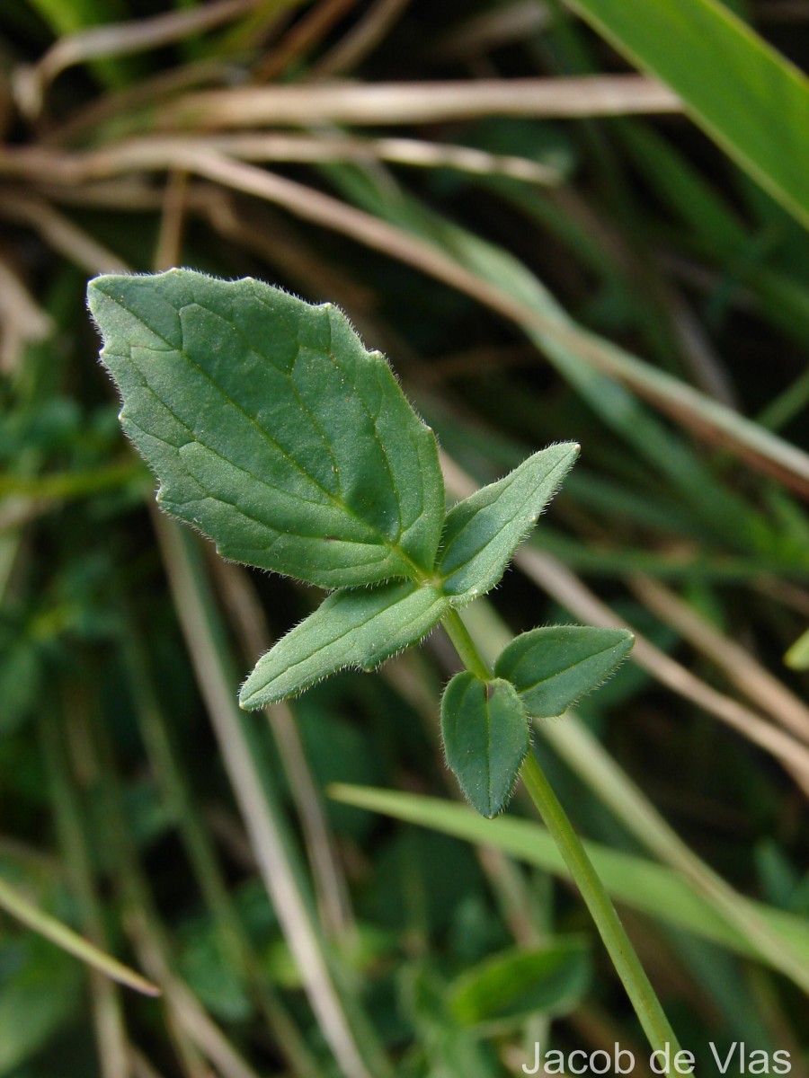 Valeriana moonii Arn. ex C.B.Clarke